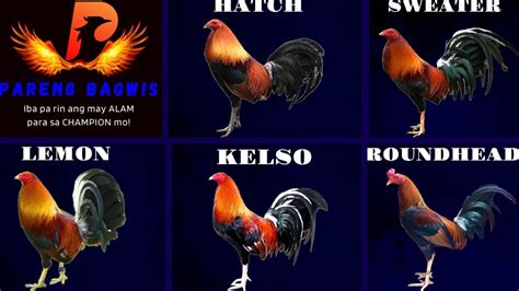 gamefowl bloodlines